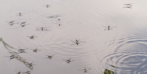 Image showing Gerridae on the water surface