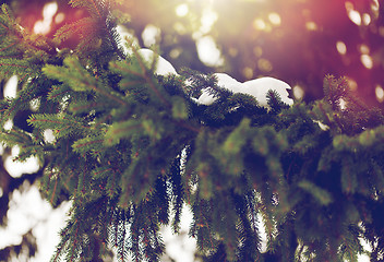 Image showing fir branch and snow in winter forest
