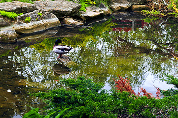 Image showing Pond in zen garden