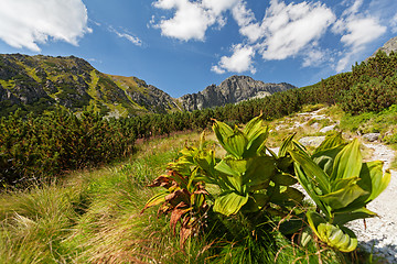 Image showing View on high Tatra Mountains