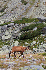 Image showing Tatra chamois in Hight Tatras