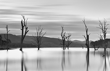 Image showing Steadfast trees emerge from the lakes waters.