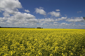 Image showing Yellow colza field