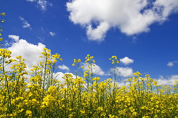 Image showing Colza blossom