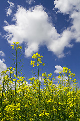 Image showing Colza blossom