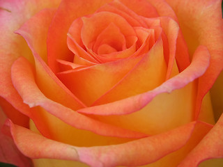 Image showing Rose