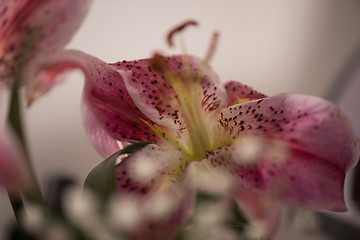 Image showing close up colorful flowers