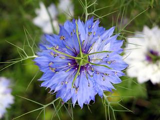 Image showing Blue Bloom