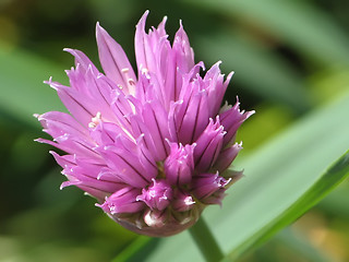 Image showing Purple Bloom