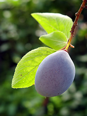 Image showing Plum