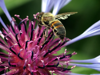 Image showing Bee in Flight