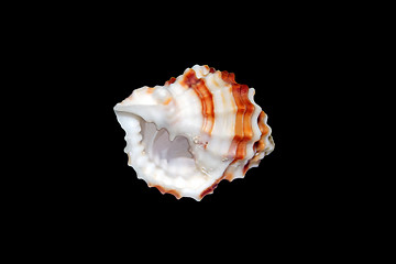 Image showing Sea Shell