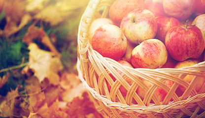 Image showing wicker basket of ripe red apples at autumn garden