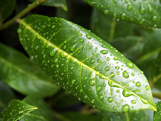 Image showing After rain