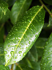 Image showing After rain