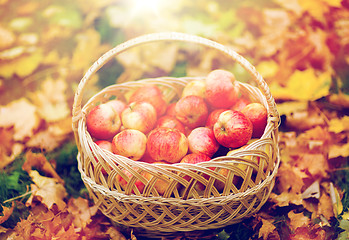 Image showing wicker basket of ripe red apples at autumn garden