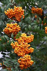 Image showing a lot of berries of yellow mountain ash