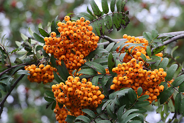 Image showing a lot of berries of yellow mountain ash