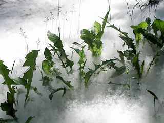 Image showing grass in poplar fluff in summer