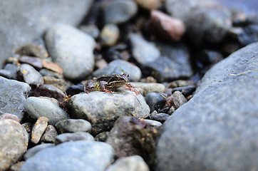 Image showing a small frog among the stones