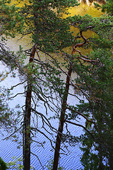 Image showing pine trees on the lake in Nuksio National Park