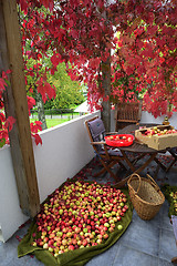 Image showing apple crop spread on the terrace