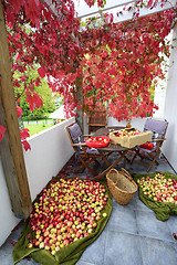 Image showing apple crop spread on the terrace