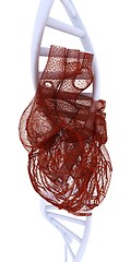 Image showing DNA and heart medical concept. 3d illustration
