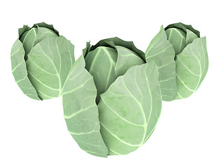 Image showing green cabbage isolated on white background. 3d illustration