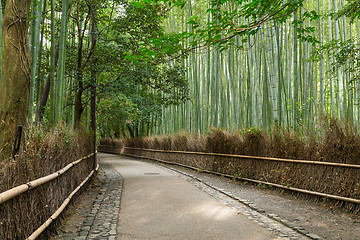 Image showing Bamboo forest