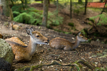 Image showing Wildness deer taking rest