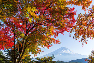 Image showing Mount fuji in autumn season