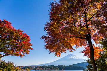 Image showing Maple tree and Mt. Fuji 