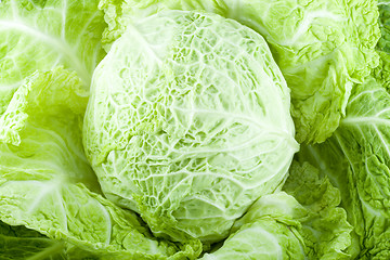 Image showing Cabbage