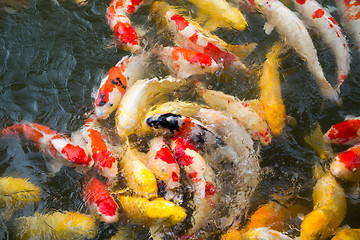 Image showing Koi fish in the pond