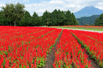 Image showing Red Salvia farm and mountain