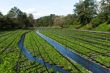Image showing Wasabi farm in Nagano, Japan