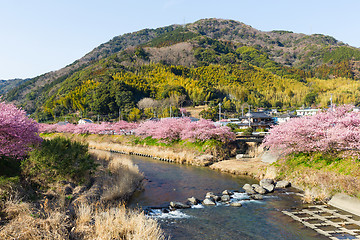 Image showing Sakura and river