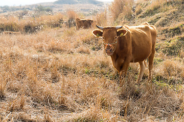 Image showing Cattle farm