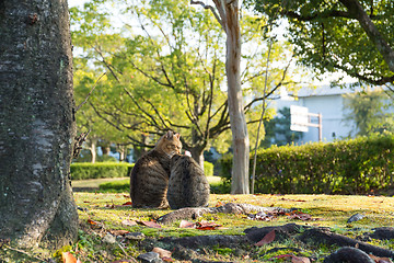 Image showing Lovely cat at park