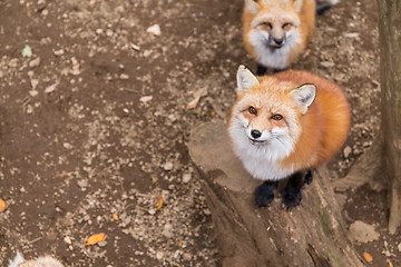 Image showing Cute Red fox looking for food