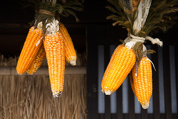 Image showing Dried corn cobs hanging on house