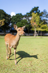 Image showing Deer