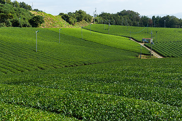 Image showing Tea field