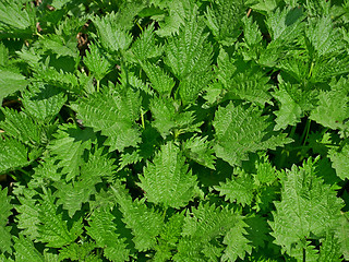 Image showing Young nettle plants