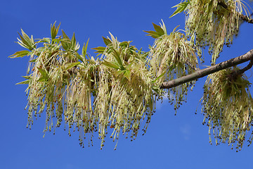 Image showing Boxelder maple flowering