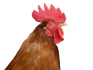 Image showing Red rooster over white