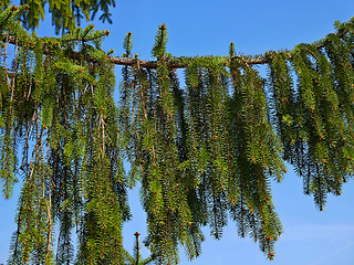 Image showing Big branch of Fir Tree