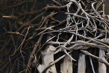 Image showing intertwined tree roots in water