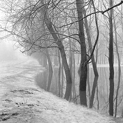 Image showing trees in the park during the spring high water, black and white 